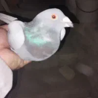 دسته پلاکی و اصفهانی|پرنده|یزد, |دیوار