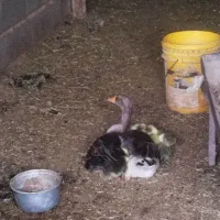 غاز مولد و بالغ