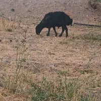 قوچ قره قزل دو ساله
