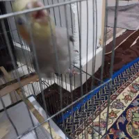 عروس هلندی رام رام|پرنده|قدس, شهرقدس|دیوار