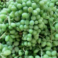قوره اب گیری