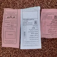 گندم بزری مهتاب