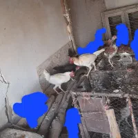 مرغ جوجه|حیوانات مزرعه|ماهیدشت, |دیوار