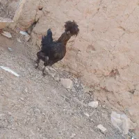 جوجه بوقلمون وجوجه مرغ کاکلی|حیوانات مزرعه|خواف, |دیوار