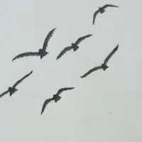 جویای شغلِ اداری هستم