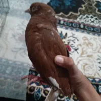 سلام|پرنده|بهمن صغاد, |دیوار