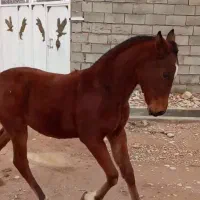 کره ماده|اسب و تجهیزات اسب‌سواری|لردگان, |دیوار