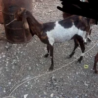 بز مری