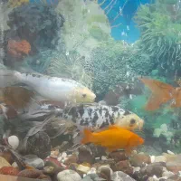 ماهی کوی درشت|ماهی|قدس, شهرقدس|دیوار