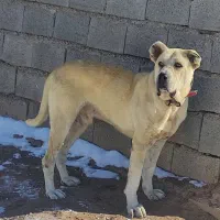 سگ گمشده|حیوانات|بوژگان, |دیوار