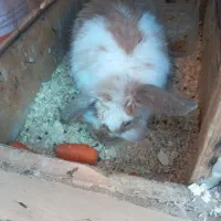 خرگوش لپ|موش و خرگوش|فلاورجان, |دیوار