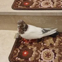 البخش|پرنده|کبودرآهنگ, |دیوار