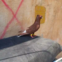 ۴ تا نر دمپاک