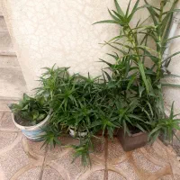 گل خانگی|گل و گیاه طبیعی|کرمانشاه, |دیوار