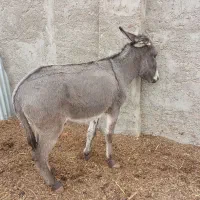 خرفروشی (دوعدد)سیزده ت.من مفت|حیوانات مزرعه|اصفهان, ارداجی|دیوار