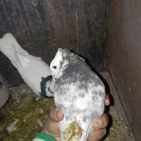 جفت طوقی شازده ای|پرنده|شیراز, جوادیه|دیوار