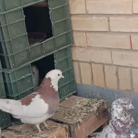 کبوتر|پرنده|اصفهان, بوستان ناژوان|دیوار