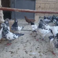 کفتر پاکستانی اصل|پرنده|قم, لسانی|دیوار