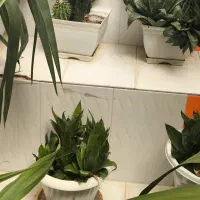 گل و گلدان|گل و گیاه طبیعی|شیراز, شهرک ولیعصر|دیوار