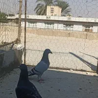 کبوتر پلاکی به شرط|پرنده|برازجان, |دیوار