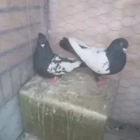 کبوتر|پرنده|پاسارگاد, |دیوار