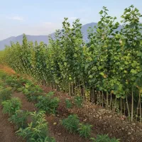 نــهال صنوبر رشد سریع اشانتیون فقط تا اتمام موجودی