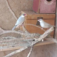 یه جفت فنچ سیلور