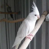 دو عدد عروس هلندی بالغ آلبینو