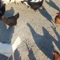 مرغ تخمگذار