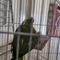 طوطی‌ملنگو‌