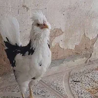 خروس پنگوئنی