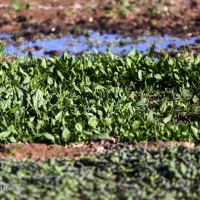 استخدام دو نفر نیروی کارگر ساده جهت سبزی کاری