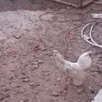 خروس گلین مست