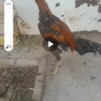 جوجه لاری خروس|حیوانات مزرعه|جوادآباد, |دیوار