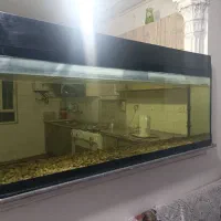 آکواریوم ماهی