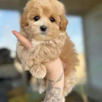 پامر /پودل/شی هواوا/گلدن/چاوچاو|سگ|اصفهان, احمدآباد|دیوار