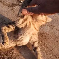 فروش بچه گربه دستی|گربه|ابریشم, |دیوار