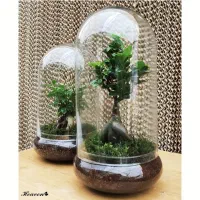 بنسای جنسینگ شیشه ای