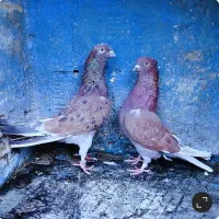 کبوتر پرشی دهنجوربشرط پرش بالا ده ساعت تیرماه|پرنده|تهران, ترمینال جنوب|دیوار