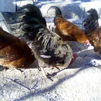 4 تا خروس محلی به فروش میرسد