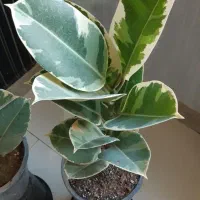 فروش انواع گلهای آپارتمانی