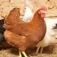 تخم نطفه دار ۹۹درصد