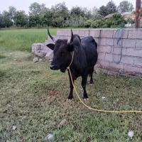 ورزا کوله . گاو نر
