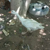 غاز ماده