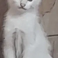 دوتا گربه بازیکوش