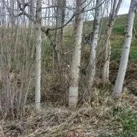 خرید چوب تر و خشک