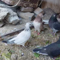 کبوتر کفتر|پرنده|پاکدشت, پاکدشت (مامازند)|دیوار