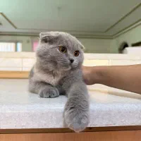 اسکاتیش فولد ماده