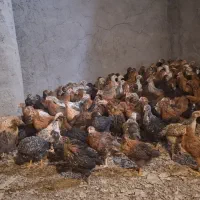 نیمچه گلپایگانی 45 روزه|حیوانات مزرعه|قم, منبع آب|دیوار