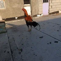 خروس لاری|حیوانات مزرعه|فیرورق, |دیوار